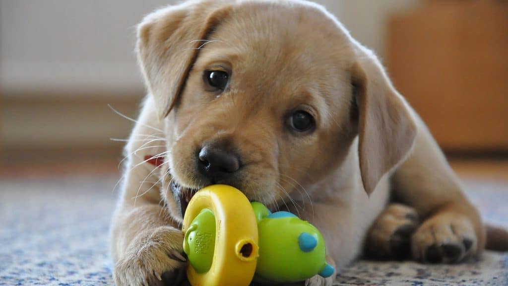 POTTY TRAINING A LABRADOR PUPPY