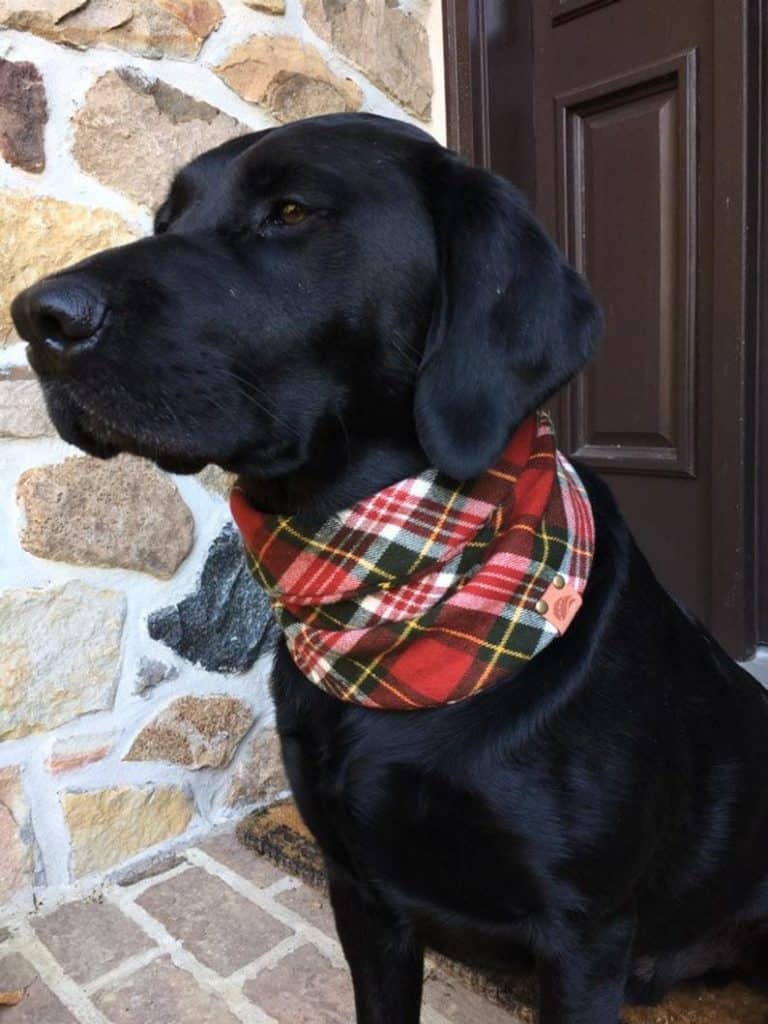 Labrador Scarf