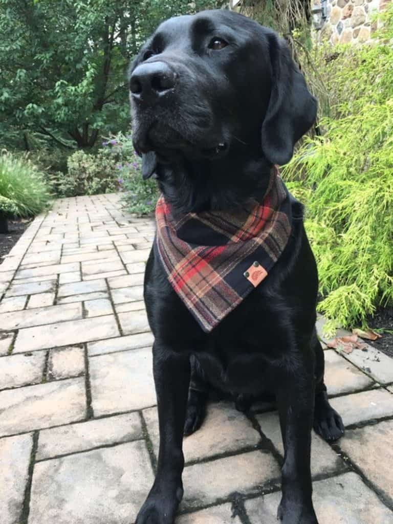 Labrador Bandana