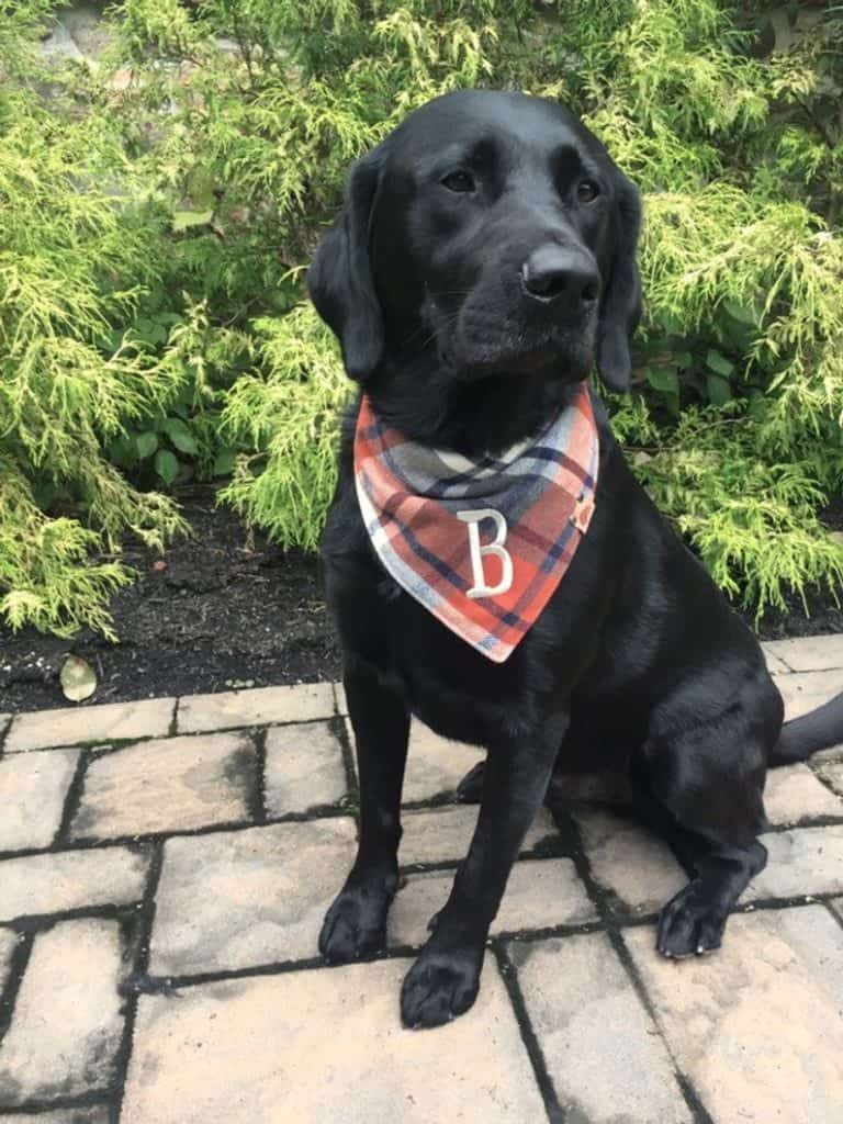 Labrador bandana