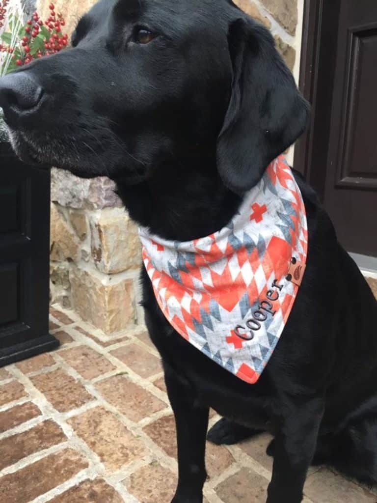 Labrador bandana