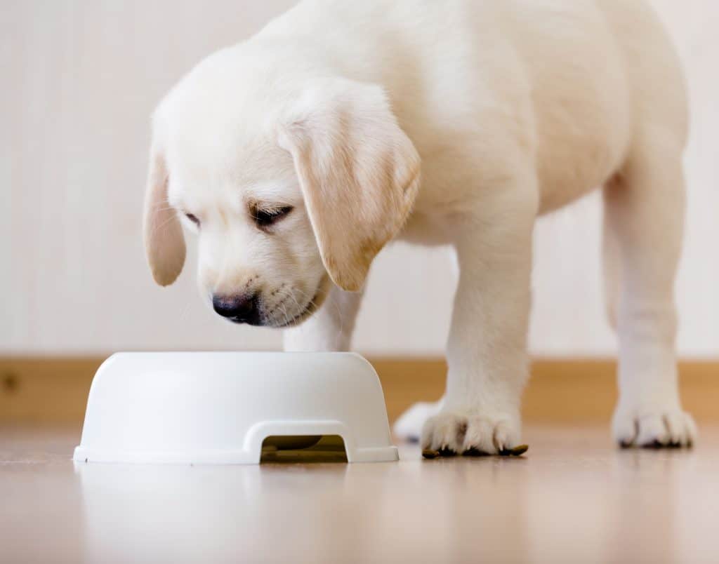 White puppy standing over his plastic bowl with food