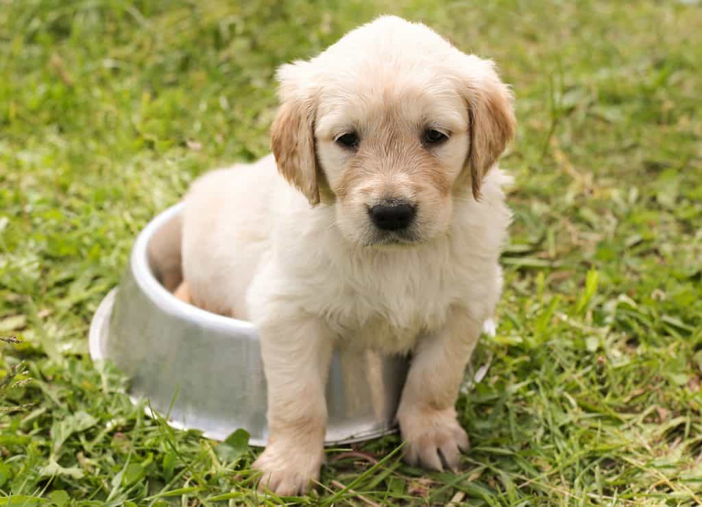 Labrador puppy food