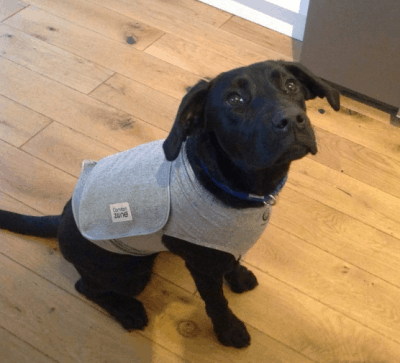 Confort Zone Calming Vest