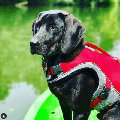 Kurgo Life Jacket