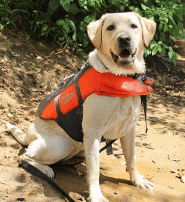 Dog Life Jacket
