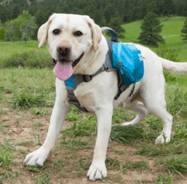 Outward Dog Saddlebag