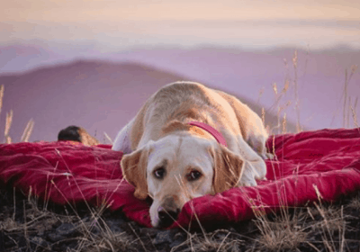 Outdoor Portable Dog Bed