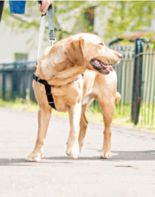 2 Hounds Design No-Pull Dog Harness with Leash