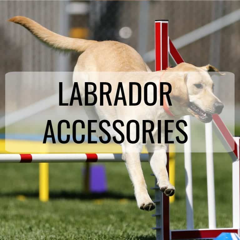 LABRADOR ACCESORIES
