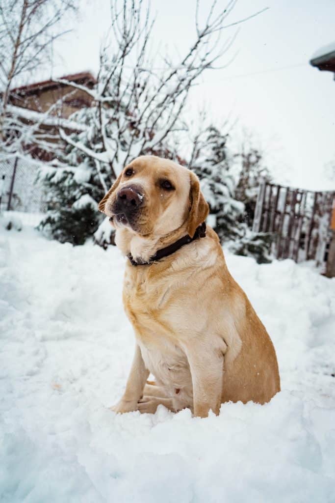 Labrador Retriever in the snow
