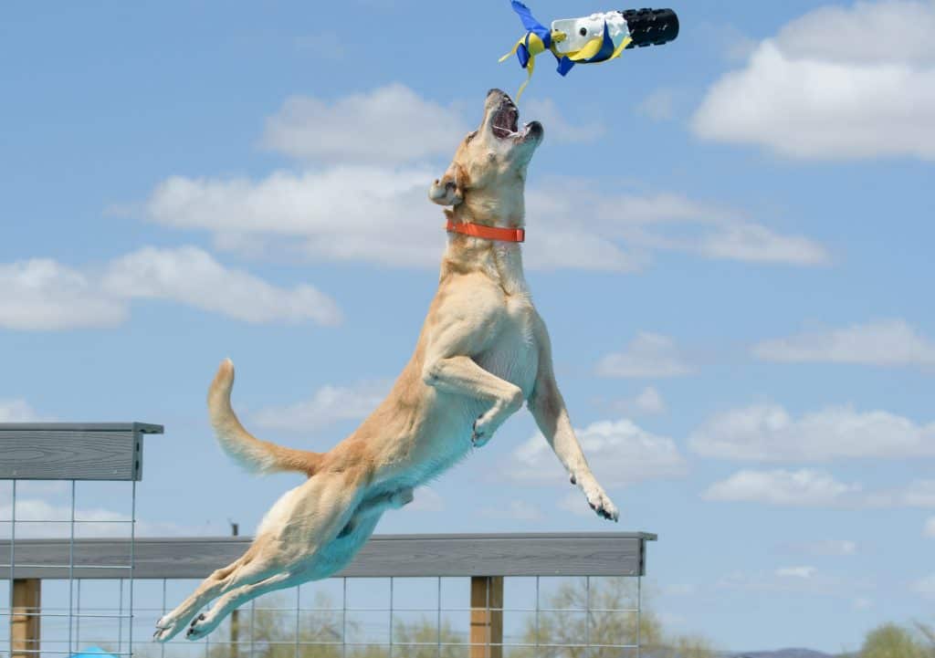 American or field Labrador