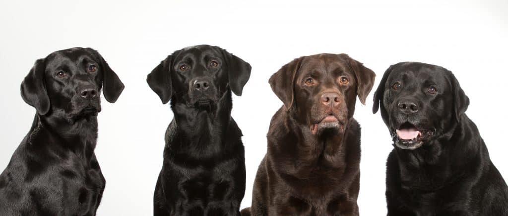American vs English Labrador Retreivers
