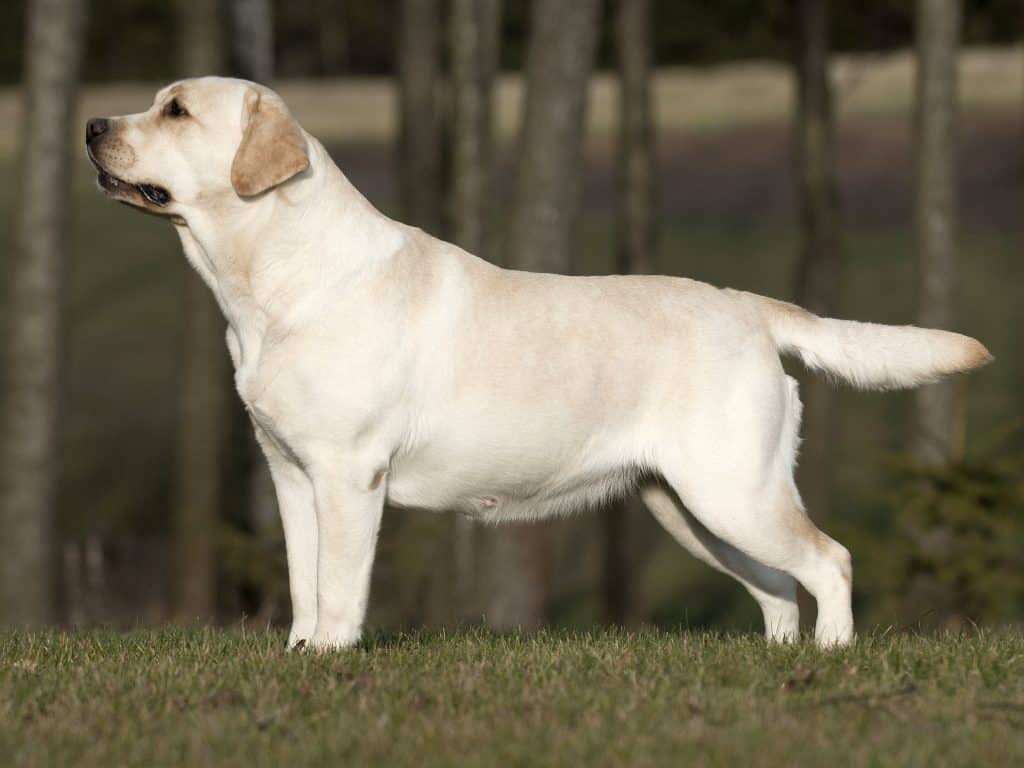 English or Show Labrador