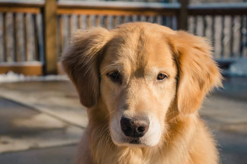 Golden Retriever