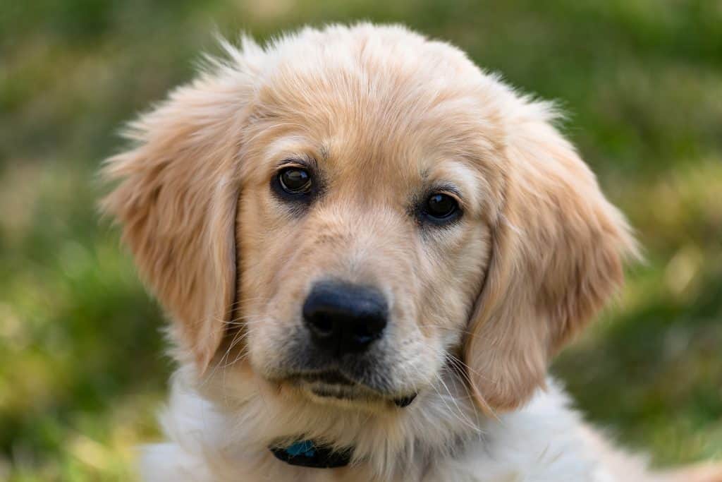 Golden Retriever Puppy