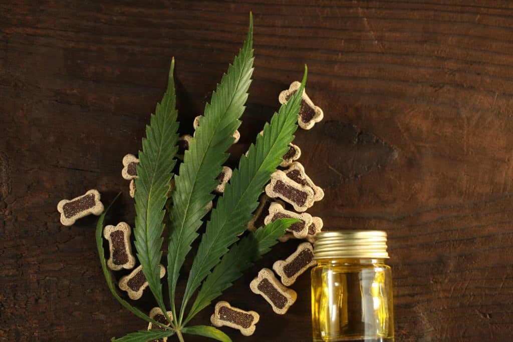 CBD oil for Labradors