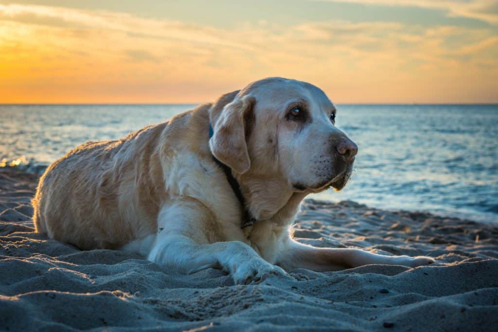 Old yellow dog Labrador Retriever is lying on the beach while sunset in the summertime, Poland, orange sky and blue sea
