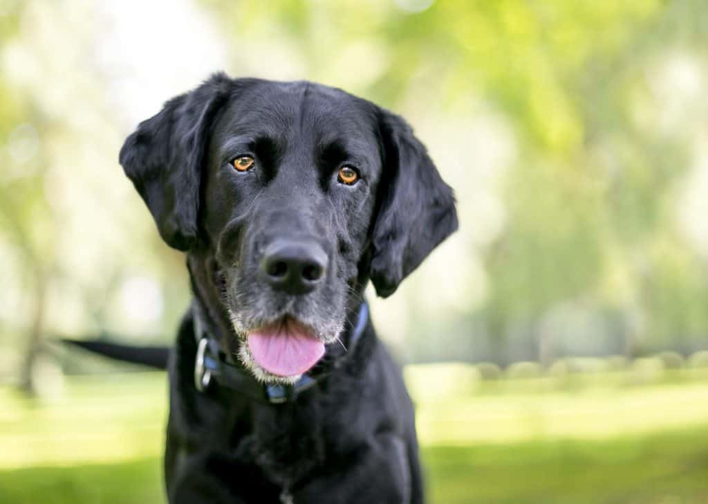 Old labrador