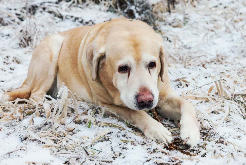 Arthritis in labradors