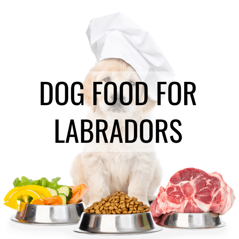 DOG FOOD FOR LABRADORS
