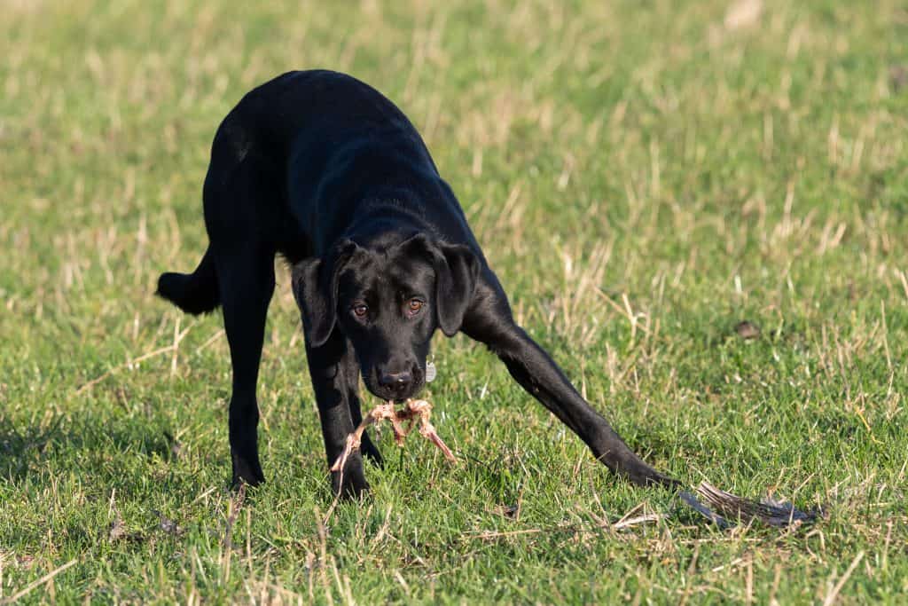 black labrador eating grass