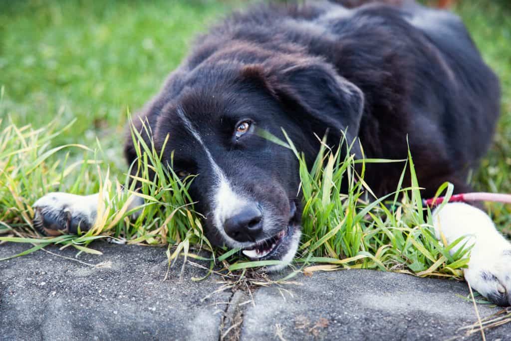 dog eating grass