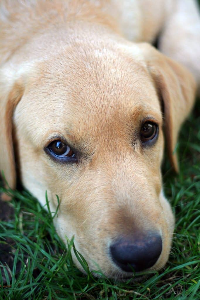 labrador eating grass