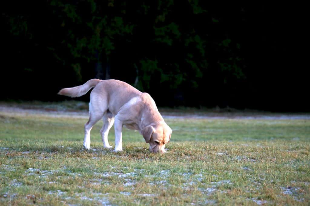 yellow labrador eating grass