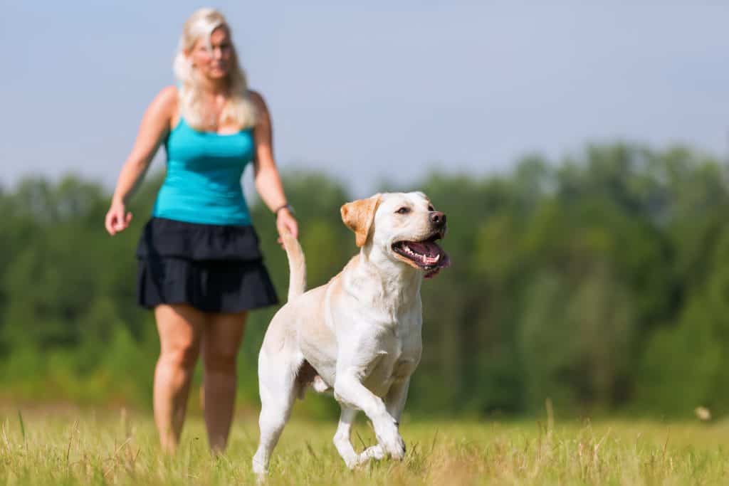 labrador exercise