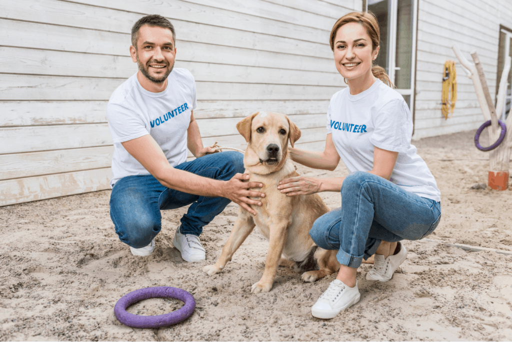 labrador adoption
