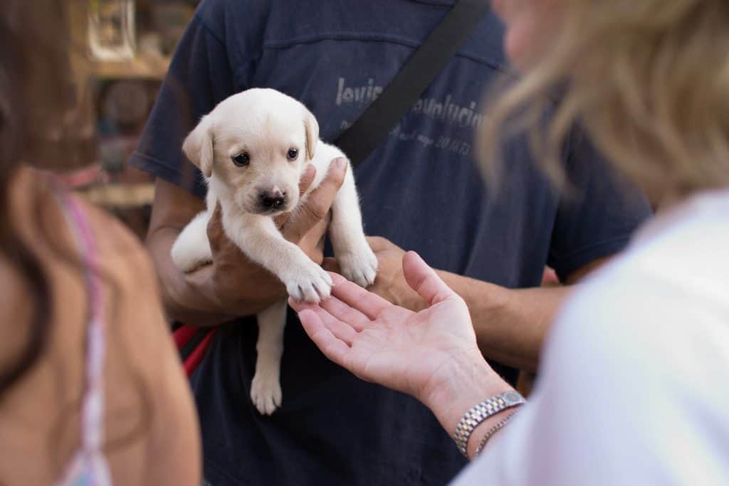 Adopting a labrador retriever