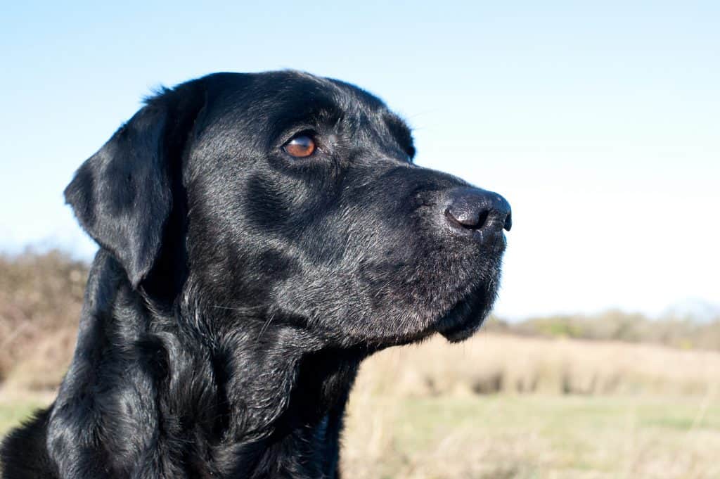 labrador watchdog
