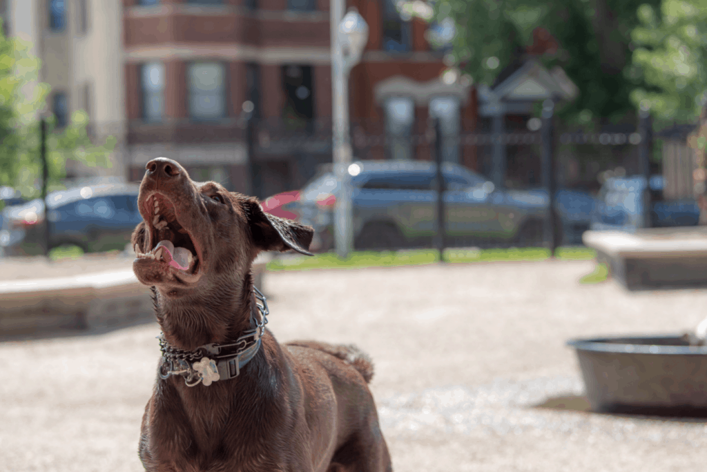 labrador guard dog