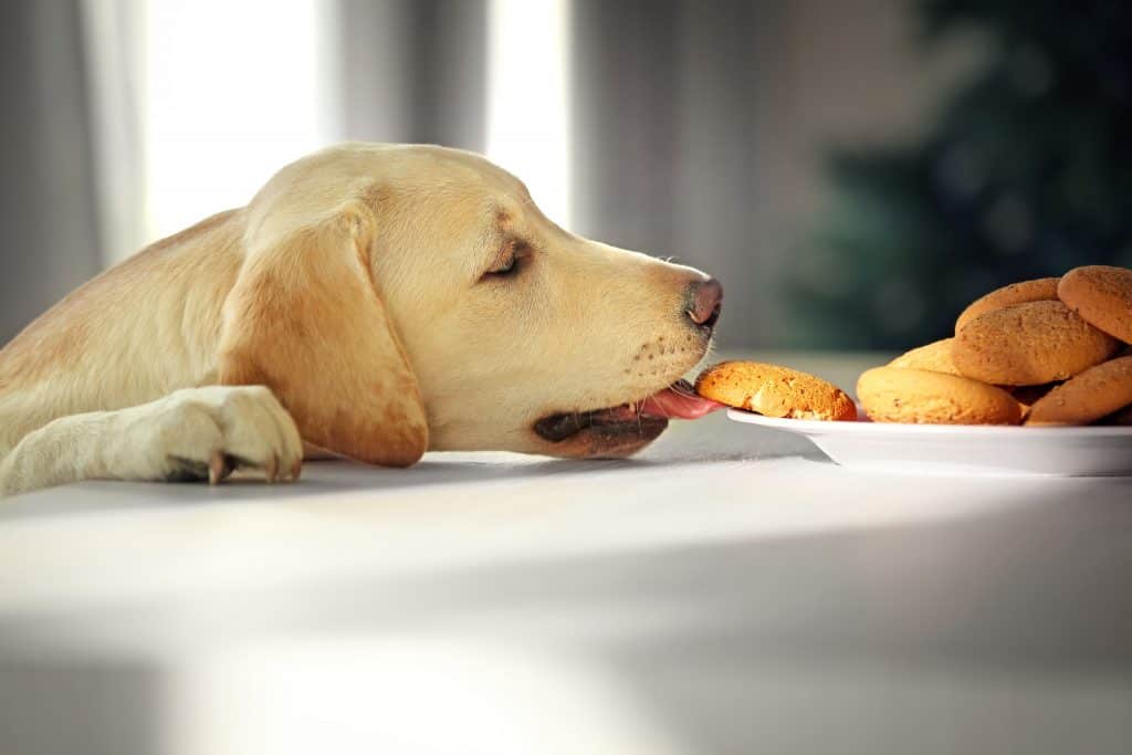 why labradors eat so much