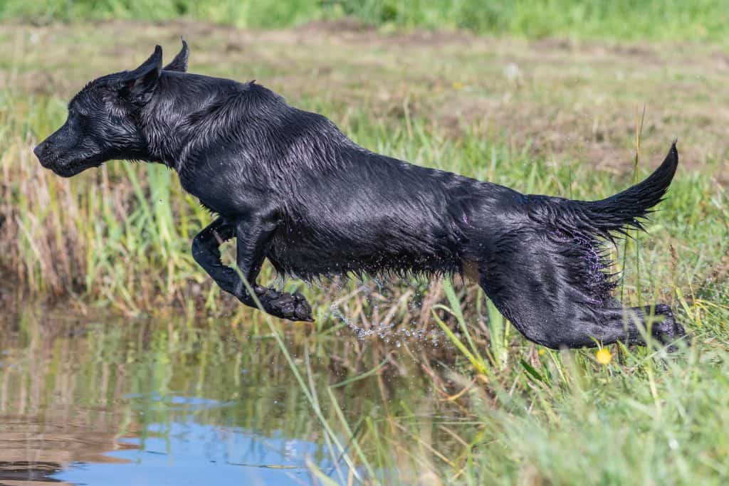 This image has an empty alt attribute; its file name is why-labradors-love-water-2-1024x683.jpg