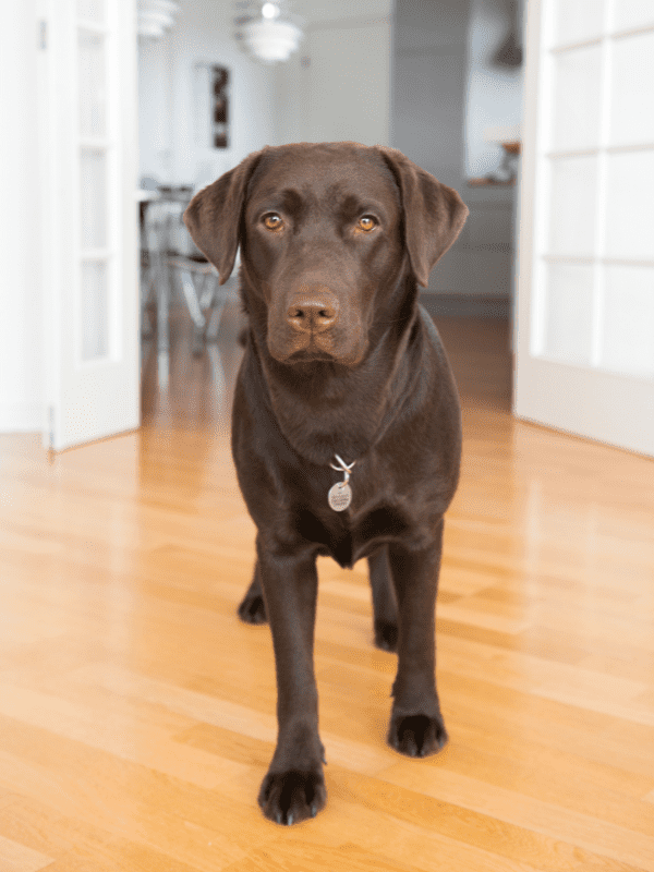 Are labradors good apartment dogs